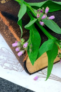 Comfrey