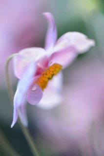 Autumn anemone