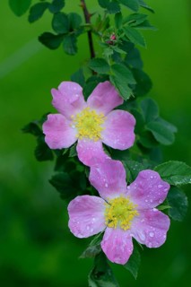Dog Rose