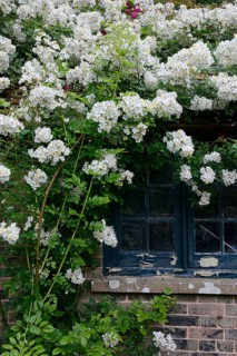 White climbing rose on house with old window