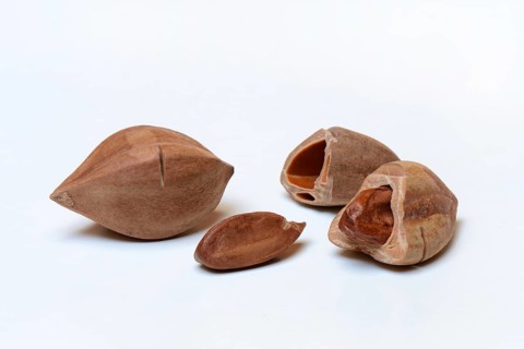 Pre-scored and opened pilinuts