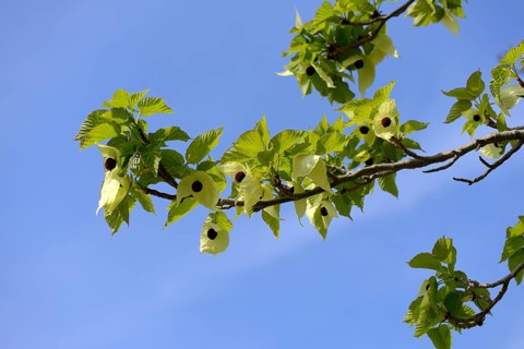 Handkerchief tree
