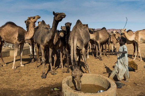 Camels at a water hole