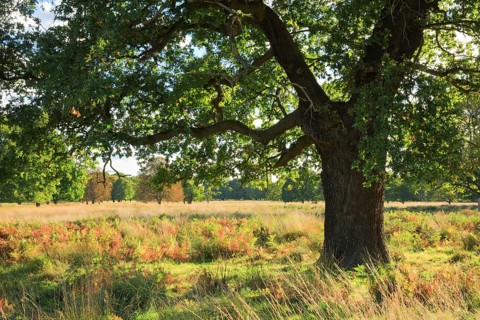 Oak