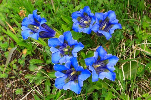Gentian