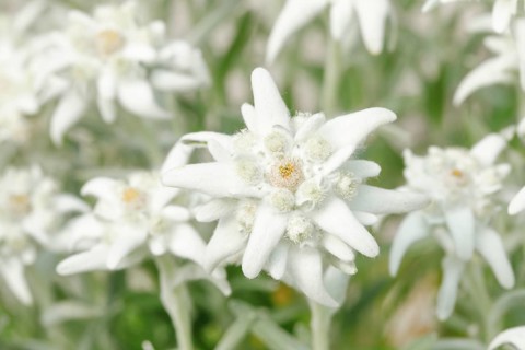 Alpine Edelweiss
