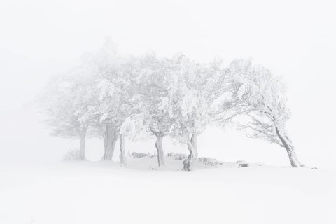 Beeches