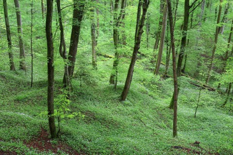 Forest with blooming wild garlic in spring