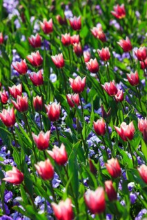 Tulips and violets