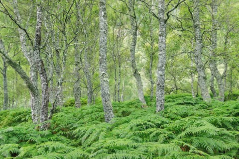 Birch forest