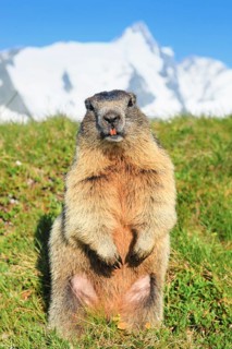 Alpine Marmot