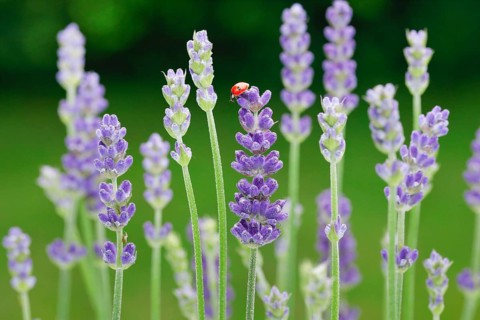 Two-spotted ladybird on lavender flower