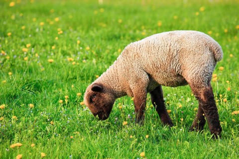 Brown-headed meat sheep