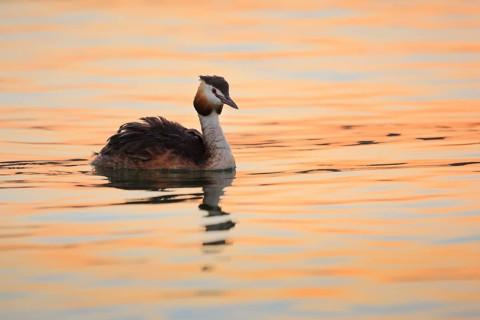 Great crested grebe