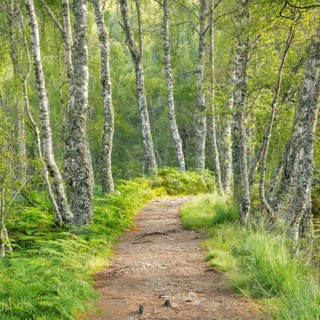 Footpath in birch forest