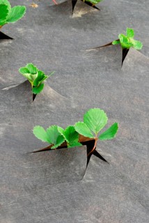 Strawberry plants