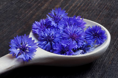 Cornflower