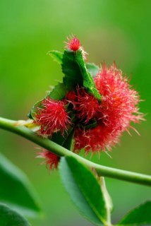 Mossyrose gall wasp
