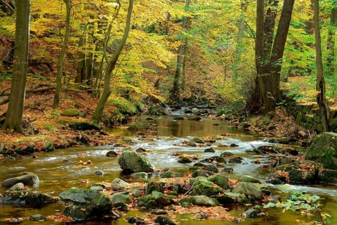 Bach with autumn leaves