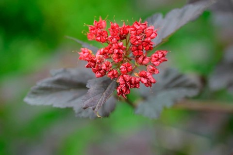 Dark red bladder piers