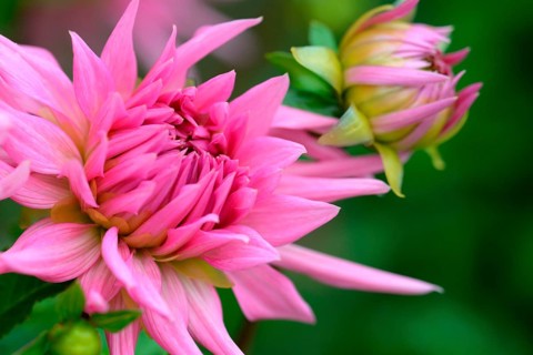 Dahlia