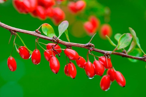 Barberry berries