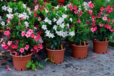 Dipladenia in pots