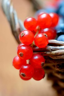 Currants and blueberries in basket