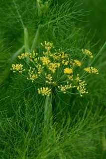 Fennel