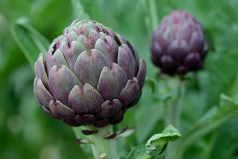 Artichoke