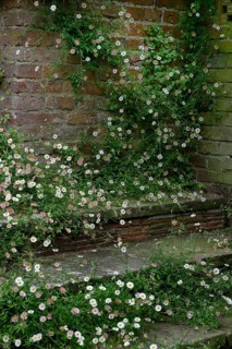 Mexican fleabane