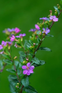Japanese false myrtle