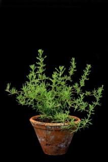 Gyros herb