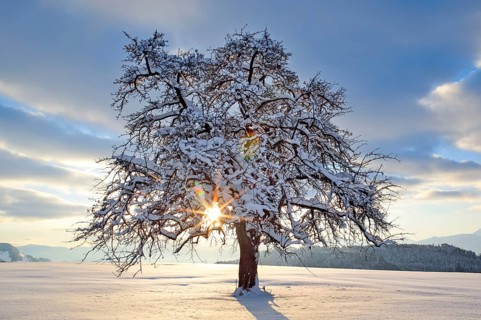Apple tree