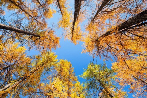 Larch forest and blueberry bushes