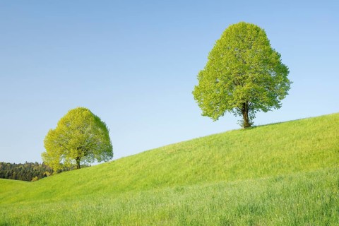 Linden near Ebmatingen in the Zurich Oberland