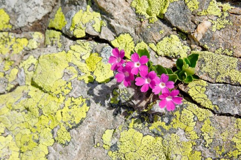 Stinking primrose