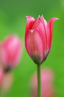 Wild tulips