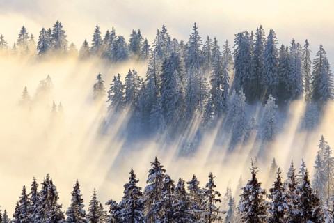 Snowy fir forest