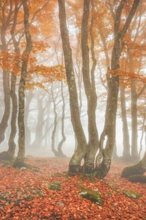 Beech forest in autumn