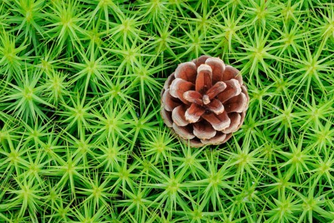 Pine cones in maidenhair moss