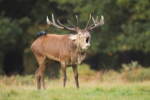 Red deer