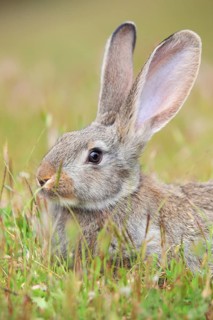 Wild rabbit
