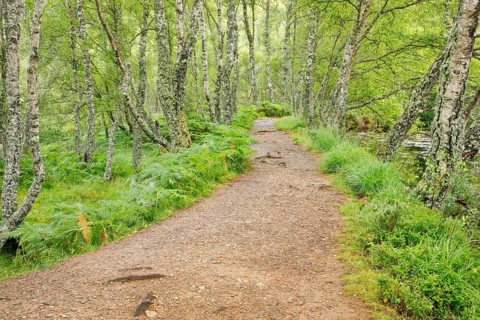 Footpath in birch forest