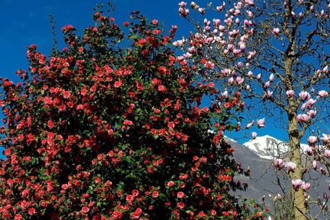 Camellia and magnolia