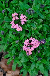 Wood forget-me-not