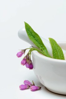 Comfrey