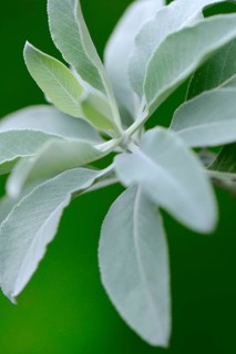 Indian smoking sage