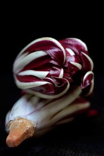 ( Cichorium intybus var. foliosum) Radicchio, Radicchio Rosso di Treviso, red Chicory