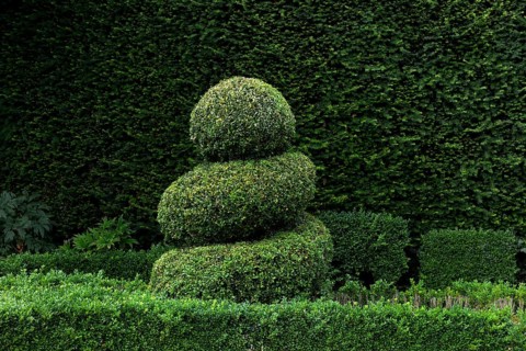 Shaped boxwood in front of yew hedge